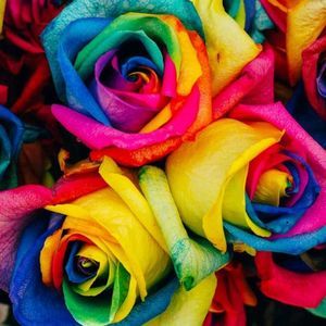 Meet your Posher, Michele